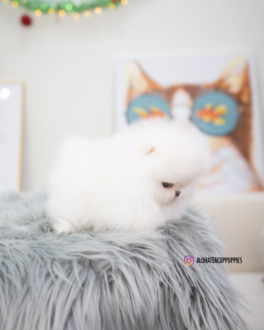 Leona [TEACUP POMERANIAN]