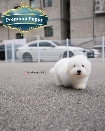 Dubu [Mini Coton de Tulear]