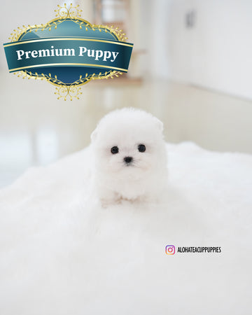 Tiffany [TEACUP BICHON]