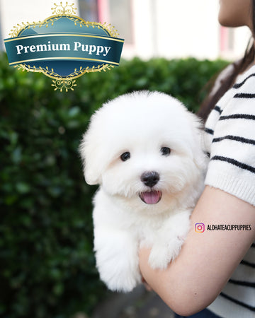 Papou [Mini Coton de Tulear]