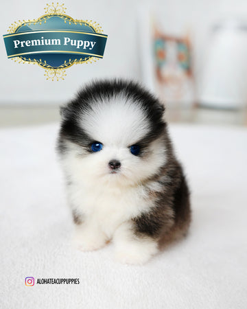 Chopa [Mini Pomsky]