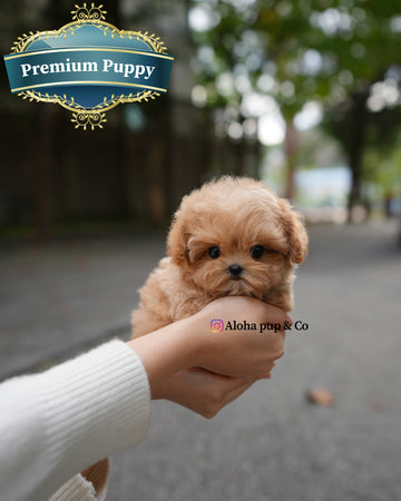 Lani [TEACUP MALTIPOO]