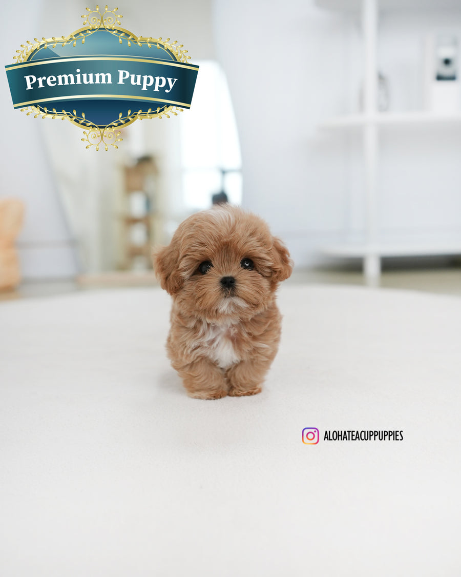 Gucci [TEACUP MALTIPOO]