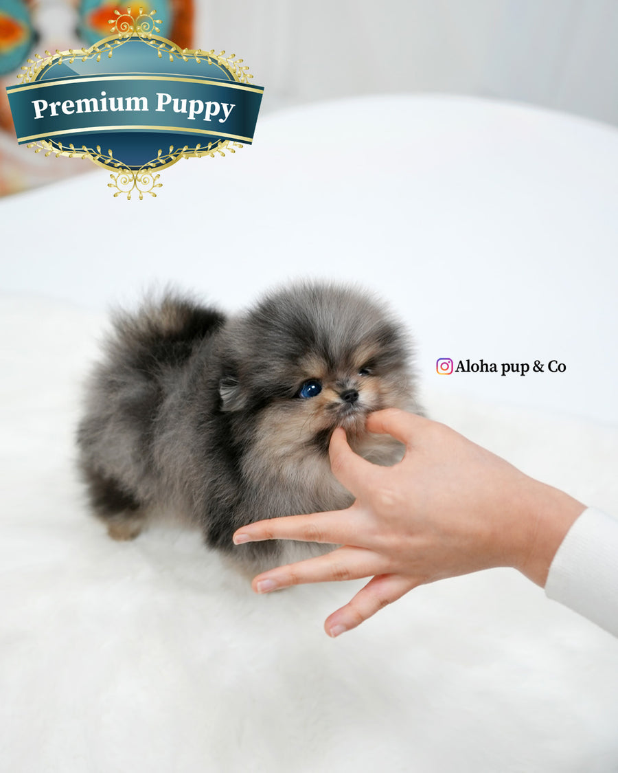 Moon [TEACUP POMERANIAN]