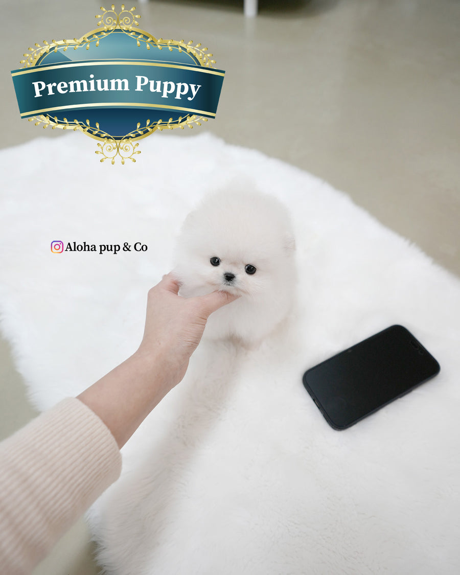 Roi [TEACUP POMERANIAN]