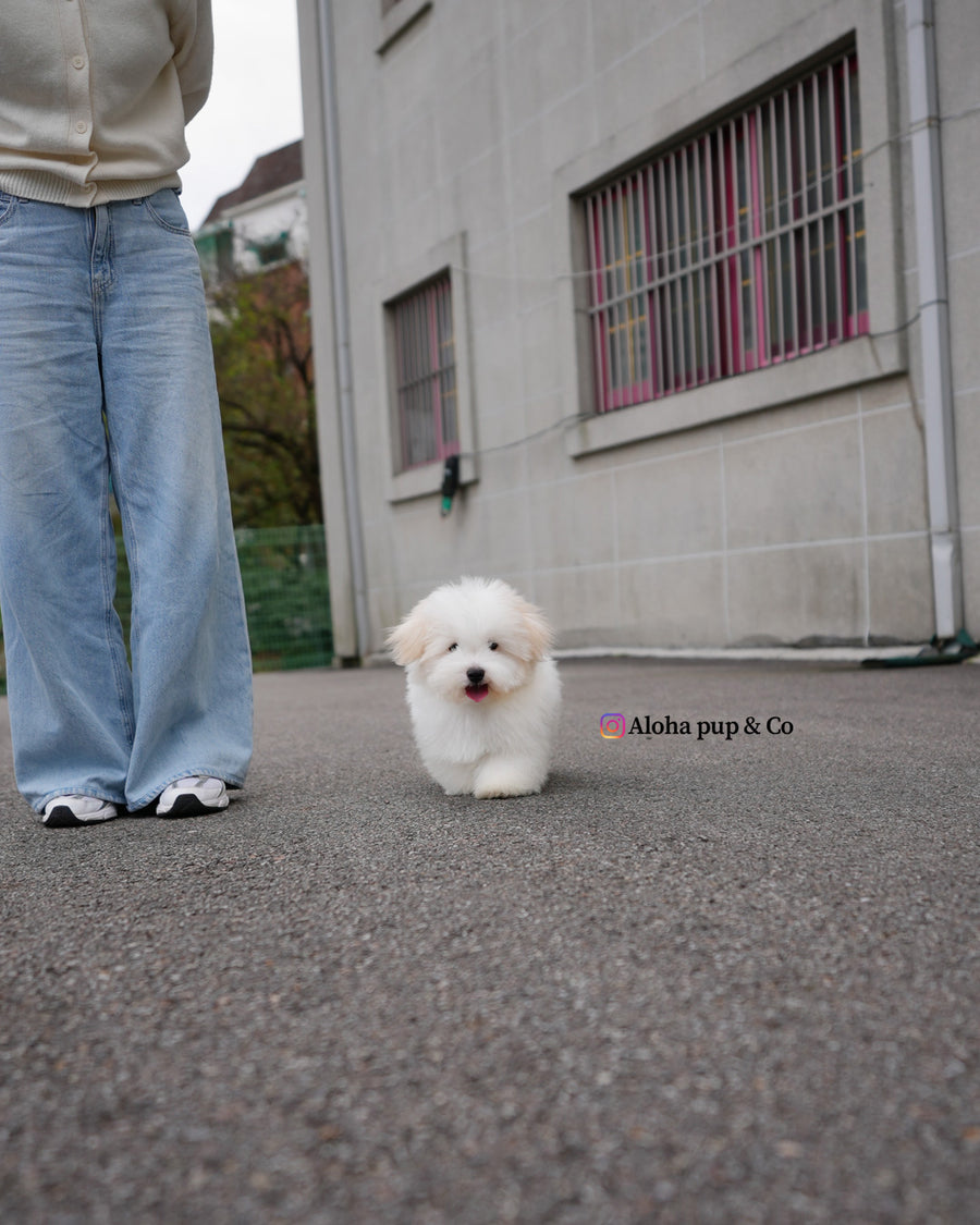 Dubu [Mini Coton de Tulear]