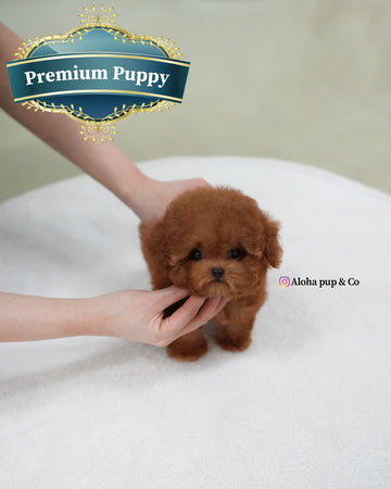 Esther [TEACUP POODLE]