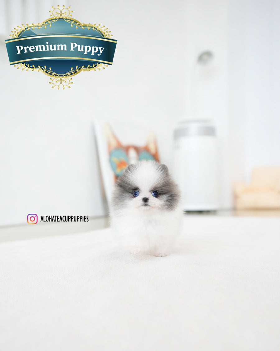 Prada [TEACUP POMERANIAN]