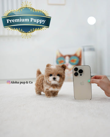 Mickey [TEACUP MALTIPOO]