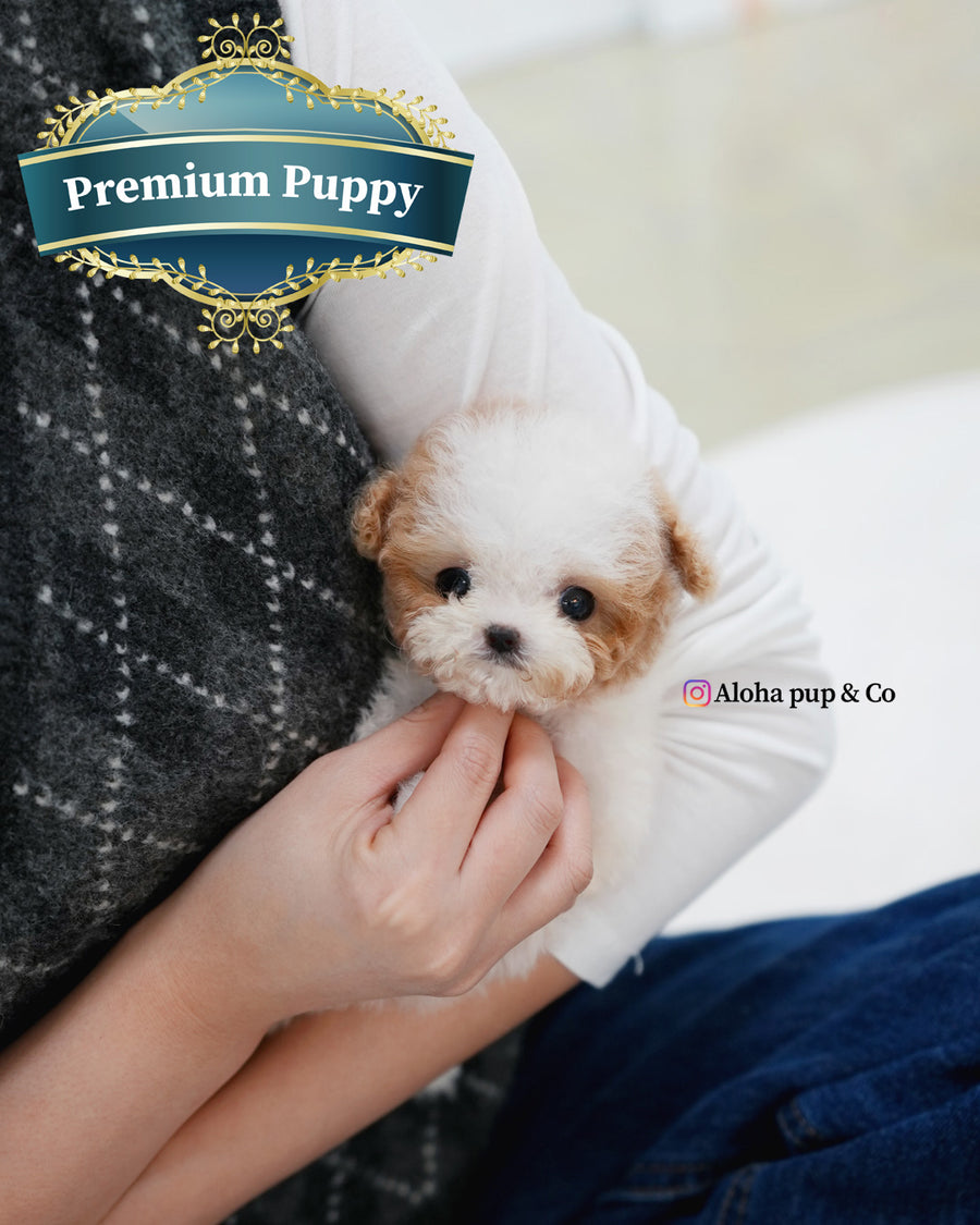 Apple [TEACUP MALTIPOO]