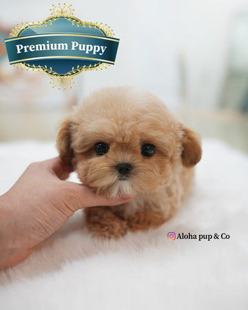 Isaac [TEACUP MALTIPOO]