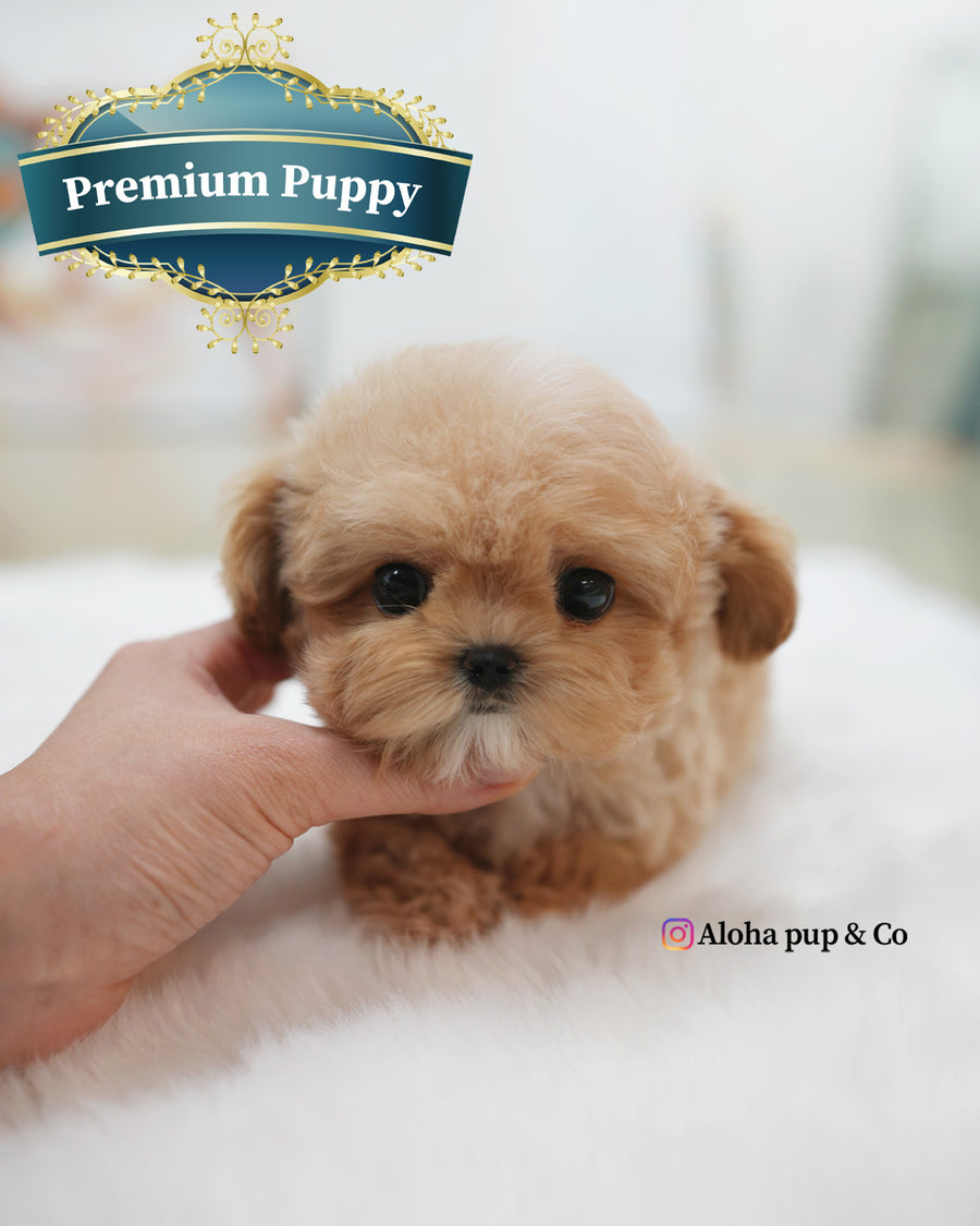 Isaac [TEACUP MALTIPOO]