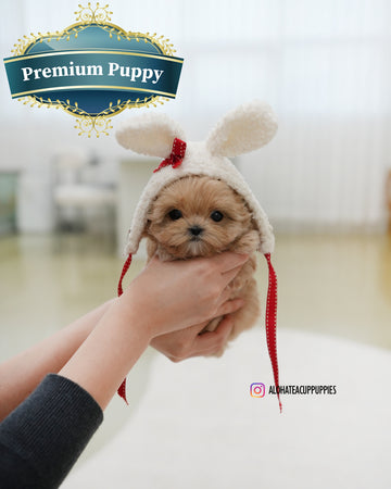 Popcorn [TEACUP MALTIPOO]