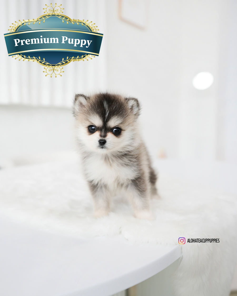 Edgar [TEACUP POMSKY]