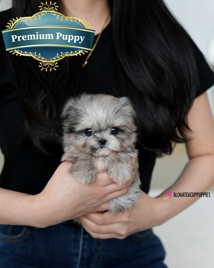 Aurora [TEACUP MALTIPOO]