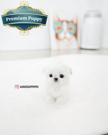 Prin [TEACUP MALTESE]