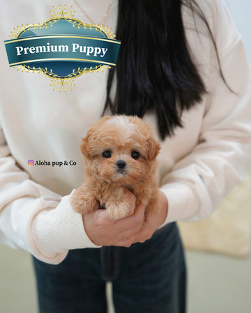 Nori [TEACUP MALTIPOO]