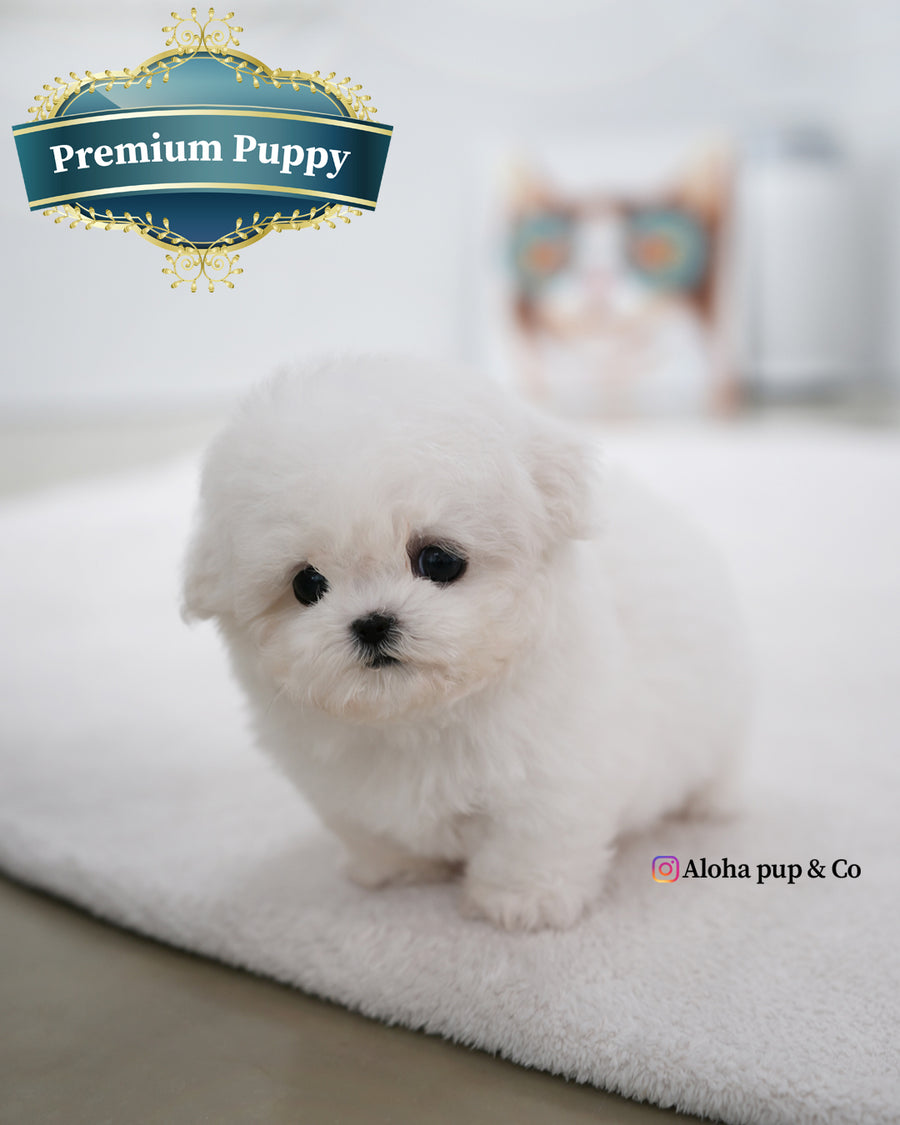 May [TEACUP BICHON]