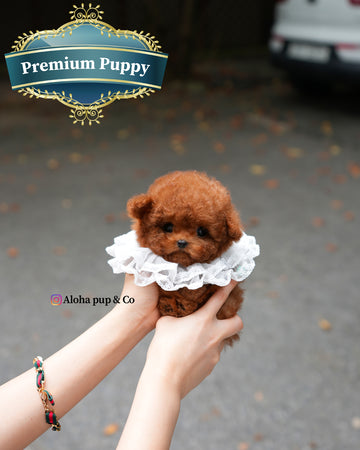 Jules [TEACUP POODLE]