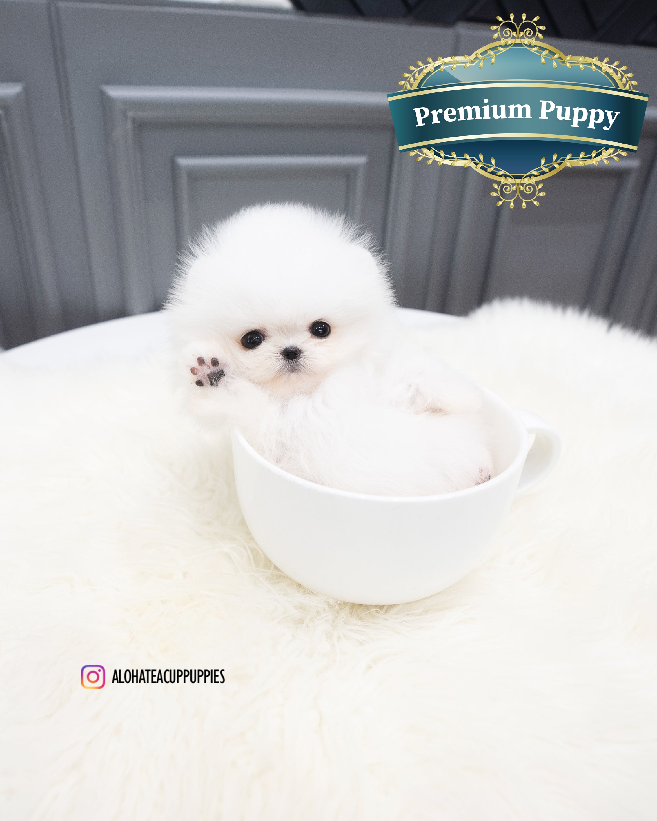 Adam [TEACUP POMERANIAN]