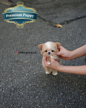 Cole [TEACUP MALTIPOO]