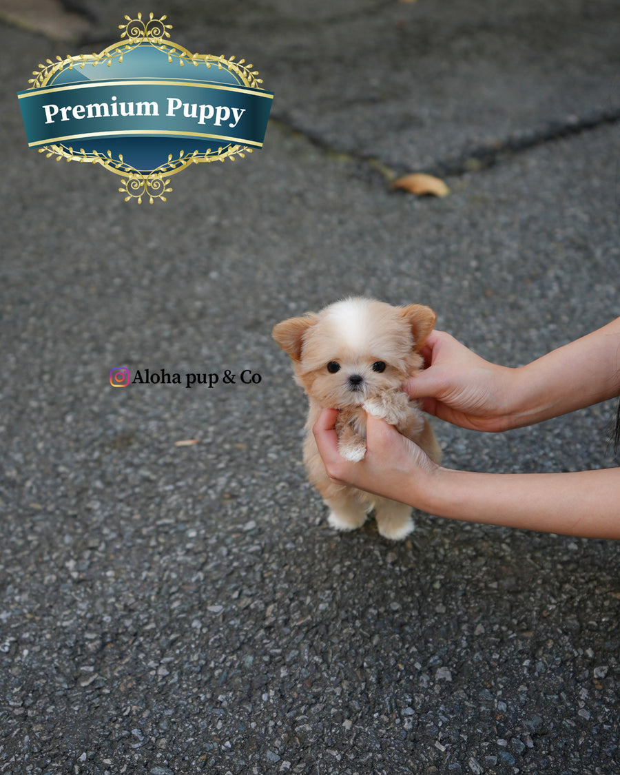 Cole [TEACUP MALTIPOO]