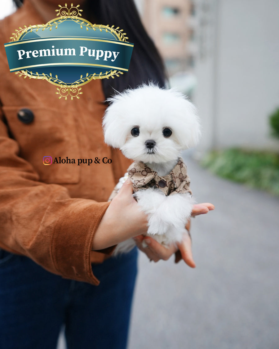 Hana [TEACUP MALTESE]