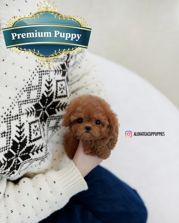 Ruby [TEACUP POODLE]