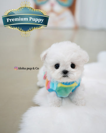 Buddy [TEACUP BICHON]