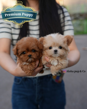 Versace [TEACUP MALTIPOO]