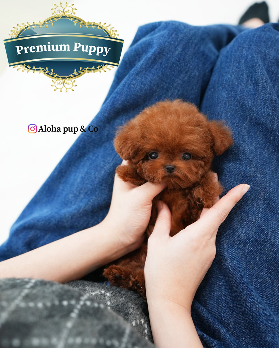 Jerry [TEACUP POODLE]