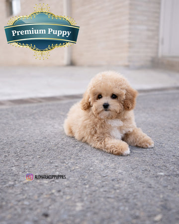 Available Puppies – Aloha Teacup Puppies inc