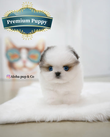 Star [TEACUP Maltipom]