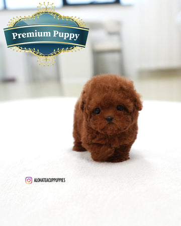 Hermes [TEACUP POODLE]