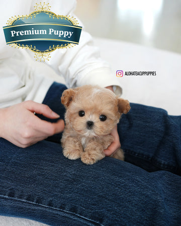 Manon [TEACUP MALTIPOO]