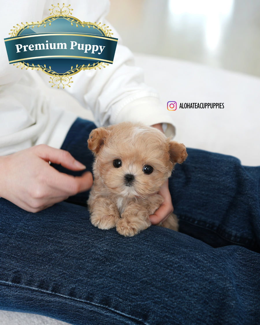Manon [TEACUP MALTIPOO]