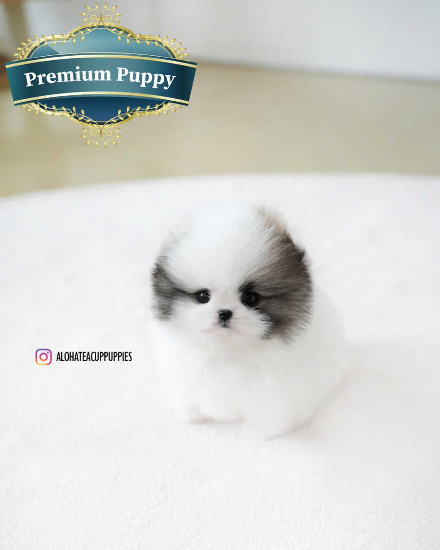 Lanvin [TEACUP POMERANIAN]