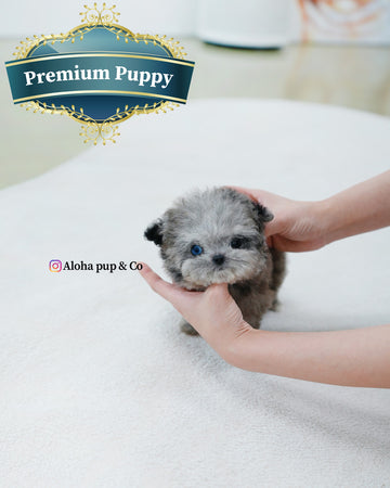 Chanel [TEACUP MALTIPOO]