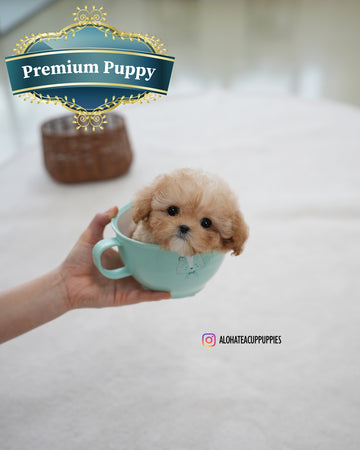 Reve [TEACUP POODLE]