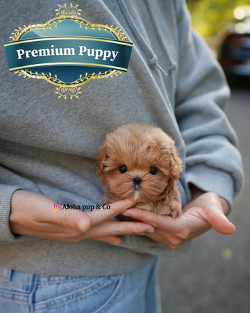 Mila [TEACUP MALTIPOO]