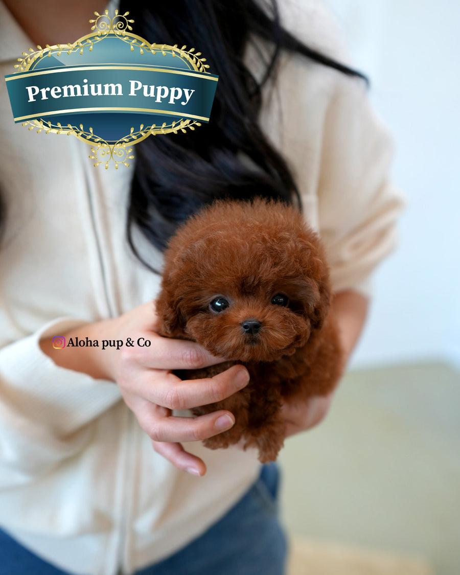 Nugget [TEACUP POODLE]