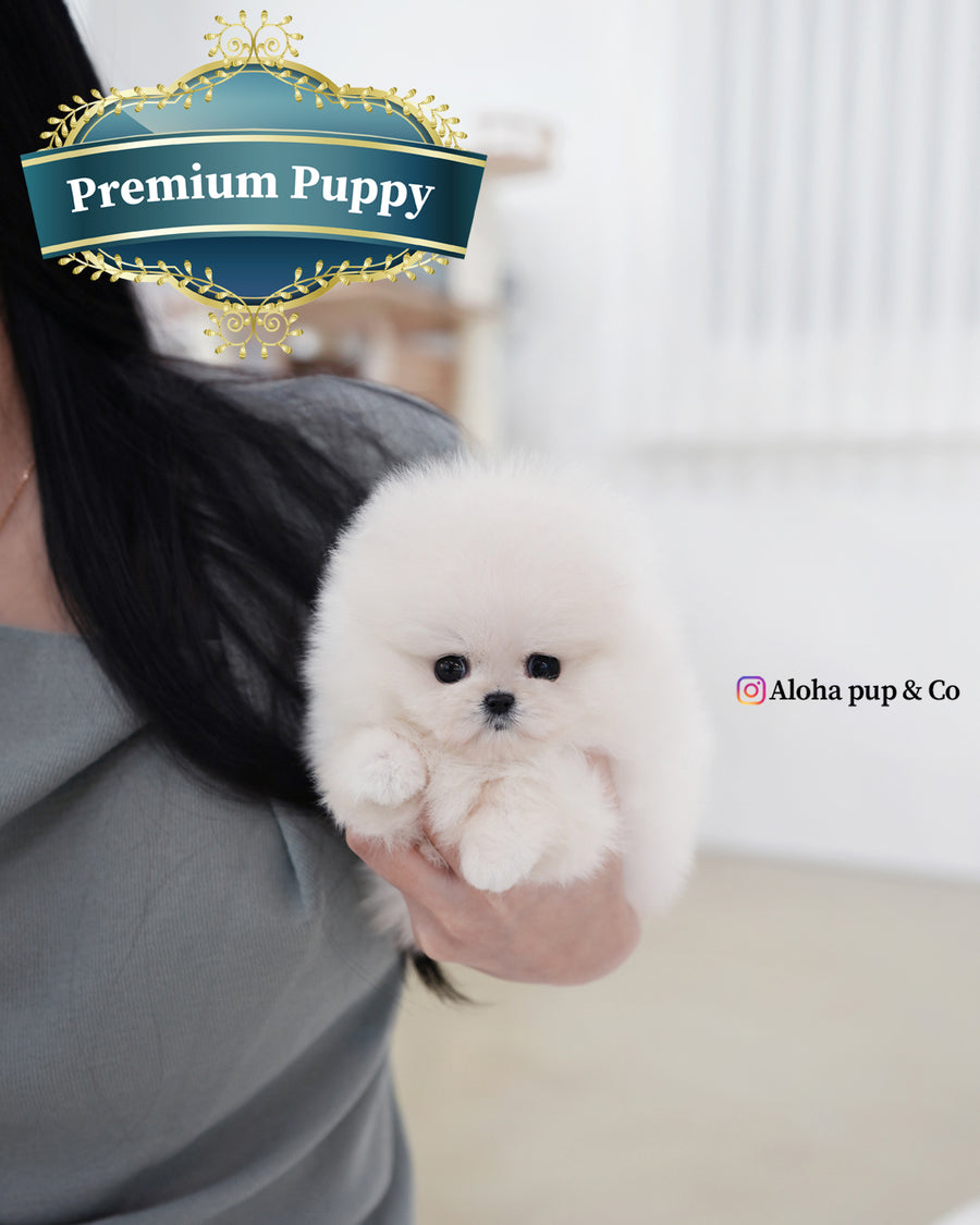 Kiara [TEACUP POMERANIAN]