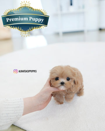 Tippy [TEACUP MALTIPOO]