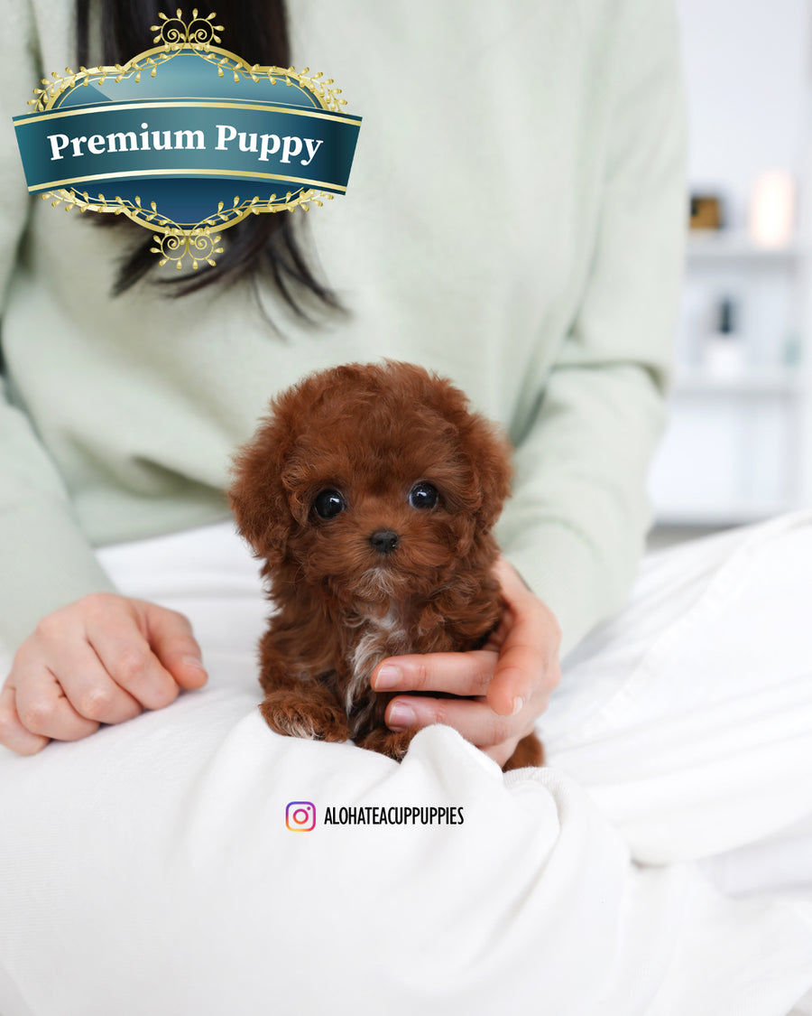 Evelyn [TEACUP POODLE]