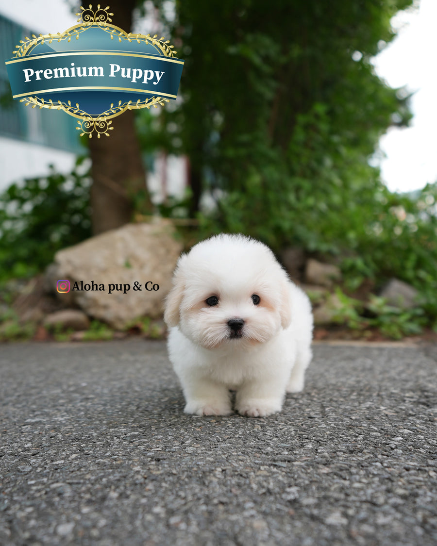 Goofy [Mini Coton de Tulear]