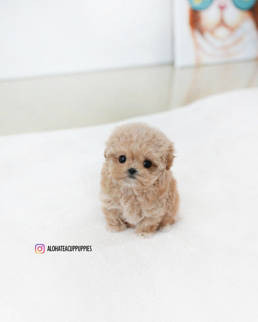 Tilly [TEACUP MALTIPOO]