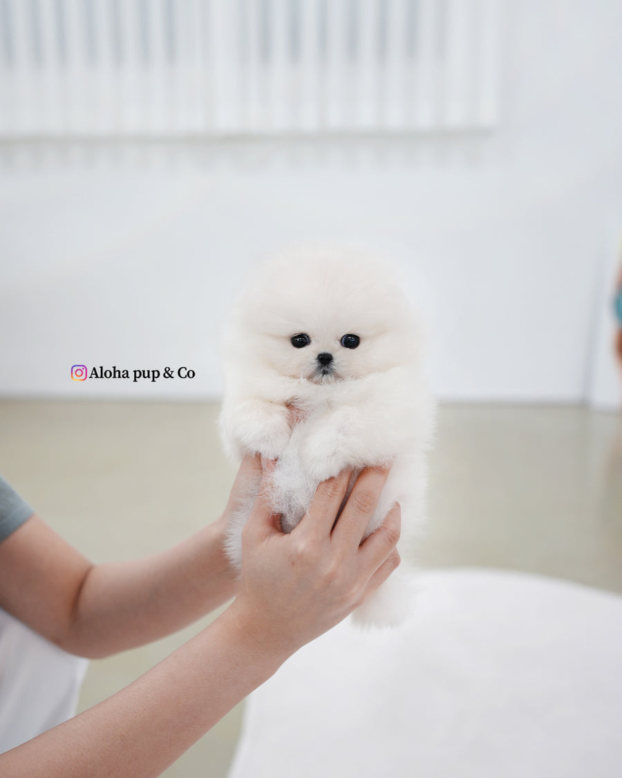 Kiara [TEACUP POMERANIAN]