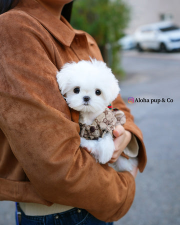 Hana [TEACUP MALTESE]