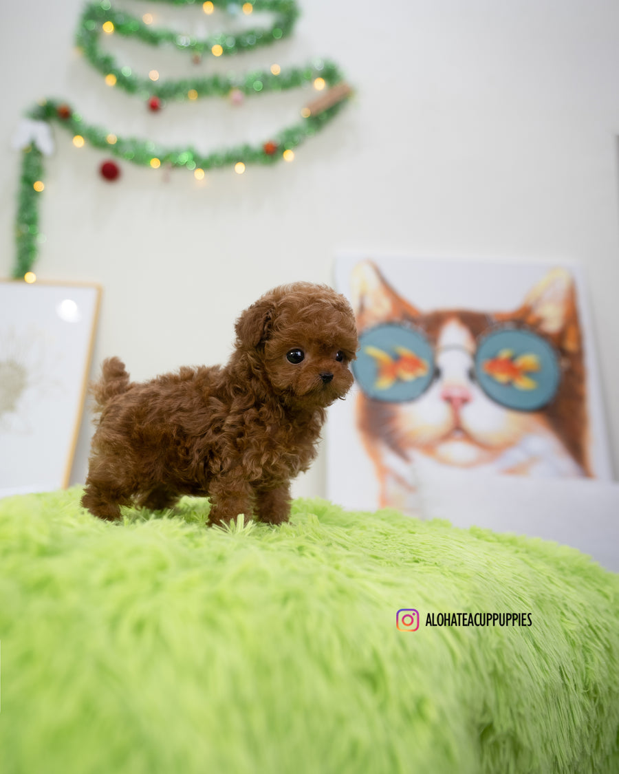 Dana [TEACUP POODLE]