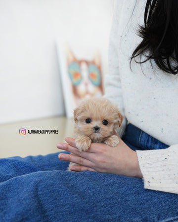 Dolly [TEACUP MALTIPOO]